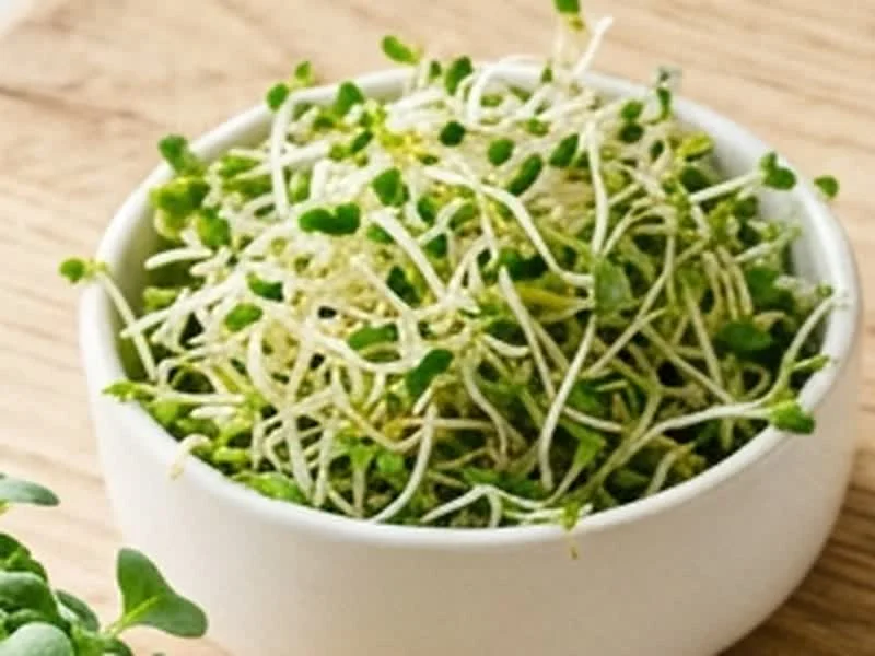 Alfalfa Microgreens