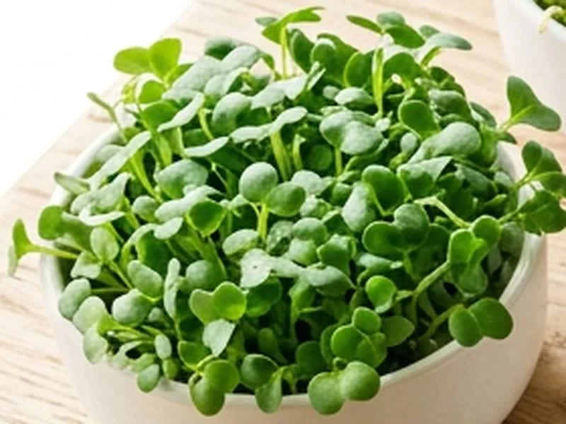 Broccoli Microgreens