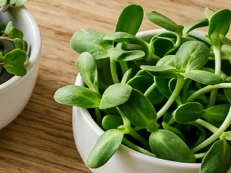 Pak Choi Microgreens